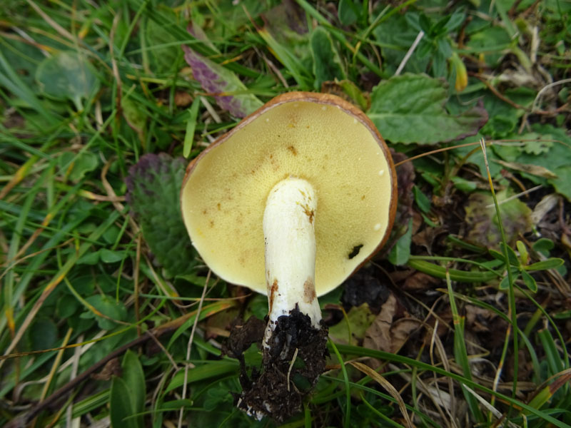 Suillus granulatus ?